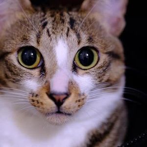 Meet your Posher, Jonas